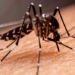 Brasil registra 39 mortes por malária em 2025, uma queda de 30% em relação a 2024. Casos graves e infecções também diminuíram, segundo o Ministério da Saúde.