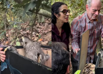Bicho-preguiça resgatado foi levado para o sítio de Ney Matogrosso, em Saquarema, e passou por preparação antes de retornar à natureza em área preservada de Mata Atlântica.