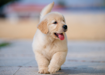 Duque de Caxias oferece serviços gratuitos para cães e gatos, incluindo vacinação, microchipagem, banho, castração e atendimento veterinário 24 horas.
