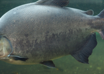 Tambaqui é incluído na lista de espécies ameaçadas pelo MMA após redução populacional e terá plano de recuperação para evitar novos impactos ambientais.