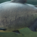Tambaqui é incluído na lista de espécies ameaçadas pelo MMA após redução populacional e terá plano de recuperação para evitar novos impactos ambientais.