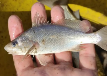 Pesquisa da UFRJ e da UFRPE identifica recorde de deformações em peixes no litoral do Espírito Santo e investiga possíveis impactos ambientais relacionados ao desastre de Mariana.