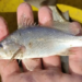 Pesquisa da UFRJ e da UFRPE identifica recorde de deformações em peixes no litoral do Espírito Santo e investiga possíveis impactos ambientais relacionados ao desastre de Mariana.