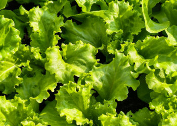 Cientistas modificaram geneticamente alface e tabaco para produzir mioglobina, proteína ligada à cor e ao sabor da carne. Entenda como funciona a pesquisa.