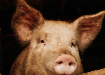 USP acompanha porco clonado criado no Brasil em pesquisa sobre xenotransplante. Projeto enfrenta dificuldades financeiras para avançar na modificação genética dos animais.