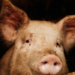 USP acompanha porco clonado criado no Brasil em pesquisa sobre xenotransplante. Projeto enfrenta dificuldades financeiras para avançar na modificação genética dos animais.