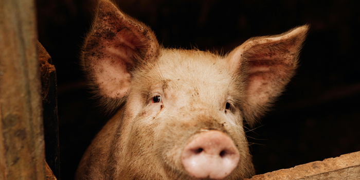 USP acompanha porco clonado criado no Brasil em pesquisa sobre xenotransplante. Projeto enfrenta dificuldades financeiras para avançar na modificação genética dos animais.