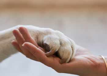 Bazar em Icaraí, Niterói, troca doação de ração para cães por roupas neste sábado (1º) e promove solidariedade, proteção animal e consumo consciente.