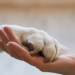 Bazar em Icaraí, Niterói, troca doação de ração para cães por roupas neste sábado (1º) e promove solidariedade, proteção animal e consumo consciente.