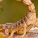 Sonhar com escorpião pode ter diferentes interpretações. Descubra possíveis significados ligados a medo, relações, conflitos, transformação e cautela.