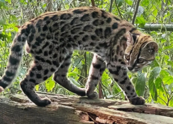 Pesquisadores identificam uma nova espécie de felino na Bolívia após analisar o DNA de um animal encontrado ainda filhote em 2016.