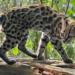 Pesquisadores identificam uma nova espécie de felino na Bolívia após analisar o DNA de um animal encontrado ainda filhote em 2016.