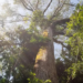 Monitoramento do ATTO registra aumento da temperatura e redução das chuvas durante o El Niño em uma área preservada da Amazônia.