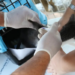 Caso de raiva em um cão de Santa Cruz, no Rio, reforça a importância da vacinação de cães e gatos e dos cuidados com morcegos.
