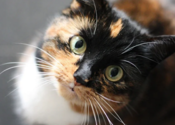 Estudo publicado na PLOS One analisou 93 países e encontrou associação entre maior presença de gatos e índices mais elevados de felicidade.