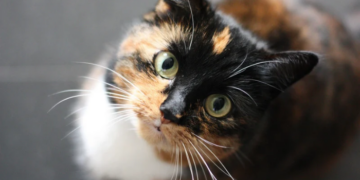Estudo publicado na PLOS One analisou 93 países e encontrou associação entre maior presença de gatos e índices mais elevados de felicidade.