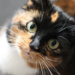Estudo publicado na PLOS One analisou 93 países e encontrou associação entre maior presença de gatos e índices mais elevados de felicidade.