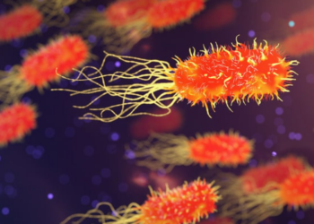 Estudo liga alterações no microbioma intestinal a sinais de envelhecimento cerebral acelerado e pior desempenho em memória e funções executivas.