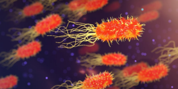 Estudo liga alterações no microbioma intestinal a sinais de envelhecimento cerebral acelerado e pior desempenho em memória e funções executivas.