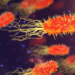 Estudo liga alterações no microbioma intestinal a sinais de envelhecimento cerebral acelerado e pior desempenho em memória e funções executivas.