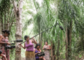 Programas de Lula e Flávio Bolsonaro apresentam diferenças sobre Amazônia, bioeconomia, demarcação de terras indígenas e autonomia de comunidades tradicionais.