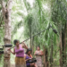Programas de Lula e Flávio Bolsonaro apresentam diferenças sobre Amazônia, bioeconomia, demarcação de terras indígenas e autonomia de comunidades tradicionais.