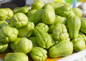 Sonhar com chuchu pode simbolizar alegria, união familiar e oportunidades. Descubra o significado de comer, cozinhar, servir ou colher chuchu nos sonhos.