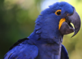 PRF encontra três araras-azuis em condições inadequadas dentro de um carro na BR-381, em Betim. Motorista foi detido e aves serão avaliadas pelo Ibama.