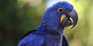PRF encontra três araras-azuis em condições inadequadas dentro de um carro na BR-381, em Betim. Motorista foi detido e aves serão avaliadas pelo Ibama.