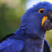 PRF encontra três araras-azuis em condições inadequadas dentro de um carro na BR-381, em Betim. Motorista foi detido e aves serão avaliadas pelo Ibama.