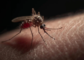 Levantamento revela que 49,2% dos municípios avaliados estão em alerta para o Aedes aegypti. Veja os riscos e cuidados.