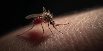 Levantamento revela que 49,2% dos municípios avaliados estão em alerta para o Aedes aegypti. Veja os riscos e cuidados.