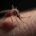 Levantamento revela que 49,2% dos municípios avaliados estão em alerta para o Aedes aegypti. Veja os riscos e cuidados.